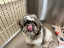 Shelter Stray Female Dog last seen Near BLOCK S FEDERAL BLVD, DENVER CO 80219, Denver, CO 80223
