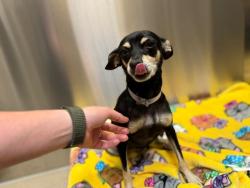 Shelter Stray Male Dog last seen Near BLOCK S HOOKER ST, DENVER CO 80219, Denver, CO 80223