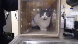 Shelter Stray Female Cat last seen Near BLOCK YOST CT DENVER CO 80239, Denver, CO 80223