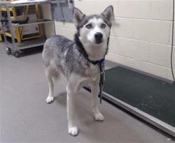 Shelter Stray Female Dog last seen Near BLOCK S GLENCOE ST, DENVER CO 80222, Denver, CO 80223