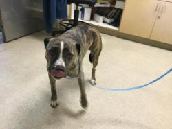 Shelter Stray Male Dog last seen MAGNOLIA AVE /FILLMORE ST, RIVERSIDE CA, Jurupa Valley, CA 92509