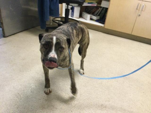 Shelter Stray Male Dog last seen MAGNOLIA AVE /FILLMORE ST, RIVERSIDE CA, Jurupa Valley, CA 92509