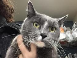 Shelter Stray Female Cat last seen VAN BUREN BLVD & JURUPA AVE, Jurupa Valley, CA 92509