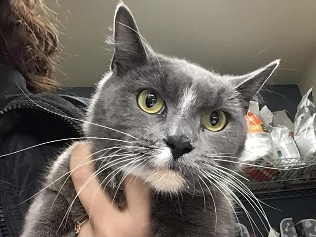 Shelter Stray Female Cat last seen VAN BUREN BLVD & JURUPA AVE, Jurupa Valley, CA 92509