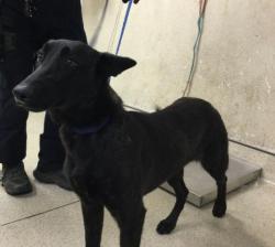 Shelter Stray Female Dog last seen Near BLOCK GAYLORD ST, RIVERSIDE, CA, Jurupa Valley, CA 92509