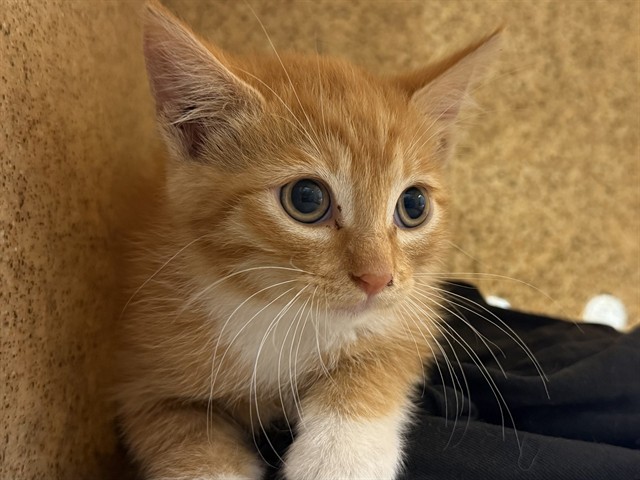 Shelter Stray Female Cat last seen Near BLOCK SIERRA, Jurupa Valley, CA 92509