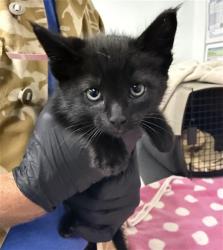 Shelter Stray Male Cat last seen , Camarillo, CA 93010