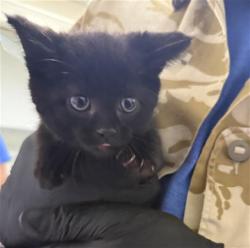 Shelter Stray Female Cat last seen , Camarillo, CA 93010
