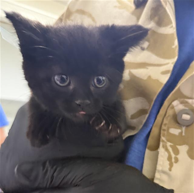 Shelter Stray Female Cat last seen , Camarillo, CA 93010