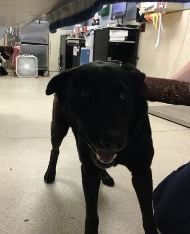 Shelter Stray Female Dog last seen Near BLOCK BRIAR KNOLL CT, RIVERSIDE CA 92505, Jurupa Valley, CA 92509
