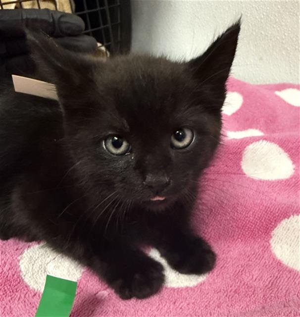 Shelter Stray Male Cat last seen , Camarillo, CA 93010