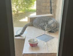 Lost Male Cat last seen Highlands Ranch Parkway and Broadway, Littleton, CO 80126