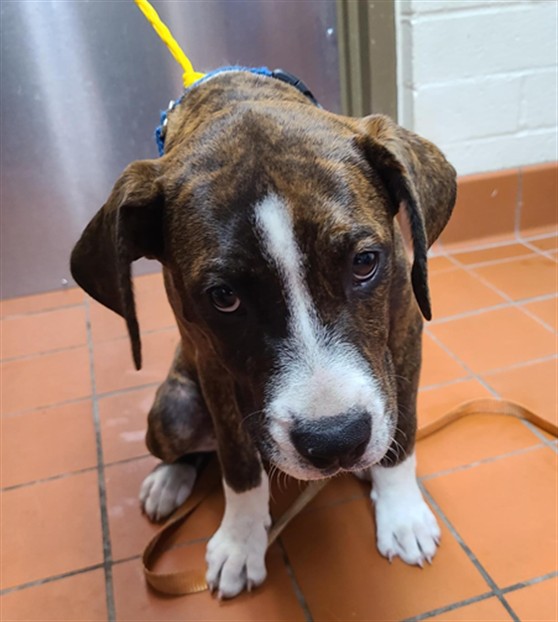 Shelter Stray Male Dog last seen , Camarillo, CA 93010