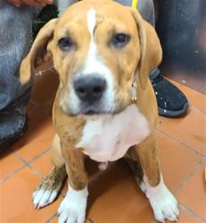 Shelter Stray Male Dog last seen , Camarillo, CA 93010