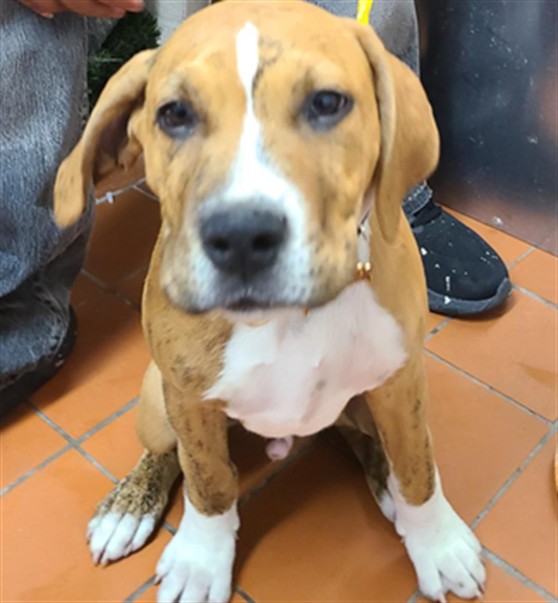 Shelter Stray Male Dog last seen , Camarillo, CA 93010