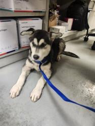 Shelter Stray Male Dog last seen Near BLOCK MISTY GROVE CIR, HOMELAND CA 92548, San Jacinto, CA 92582