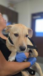 Shelter Stray Female Dog last seen Near BLK LOTUS ST, BAKERSFIELD, CA, Bakersfield, CA 93307