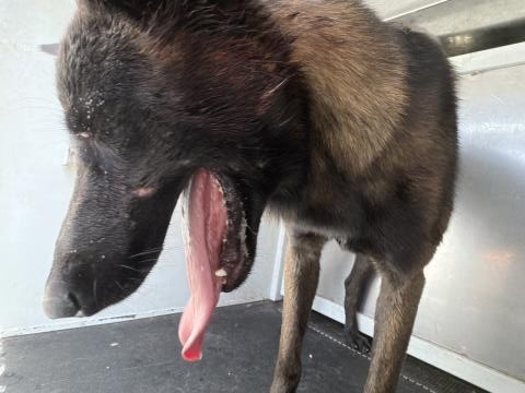 Shelter Stray Male Dog last seen Near BLOCK MILKWEED LN, PERRIS CA 92571, San Jacinto, CA 92582