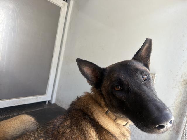 Shelter Stray Male Dog last seen Near BLOCK MILKWEED LN, PERRIS CA 92571, San Jacinto, CA 92582