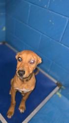 Shelter Stray Female Dog last seen E PLANZ RD / S MT VERNON AVE, BAKERSFIELD, CA, Bakersfield, CA 93307