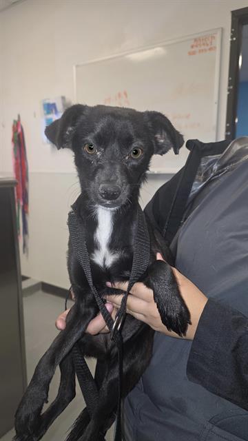 Shelter Stray Female Dog last seen Near BLOCK E CALIFORNIA AVE, BAKERSFIELD, CA, Bakersfield, CA 93307