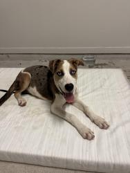 Found/Stray Female Dog last seen Near S Mason rd, Katy, TX 77450