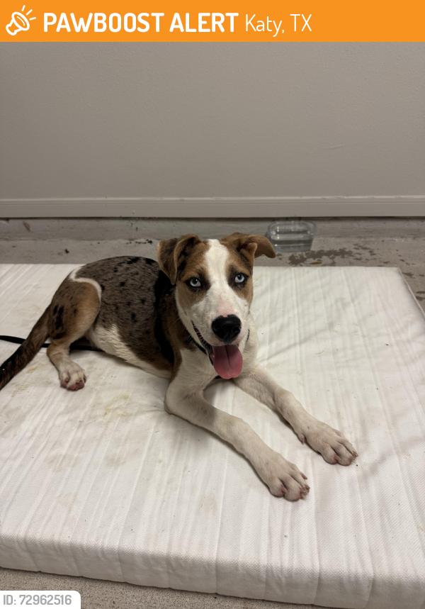 Found/Stray Female Dog last seen Near S Mason rd, Katy, TX 77450