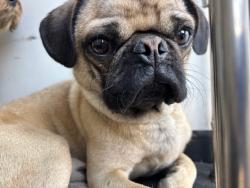 Shelter Stray Male Dog last seen Near BLOCK L ST, BAKERSFIELD, CA, Bakersfield, CA 93307