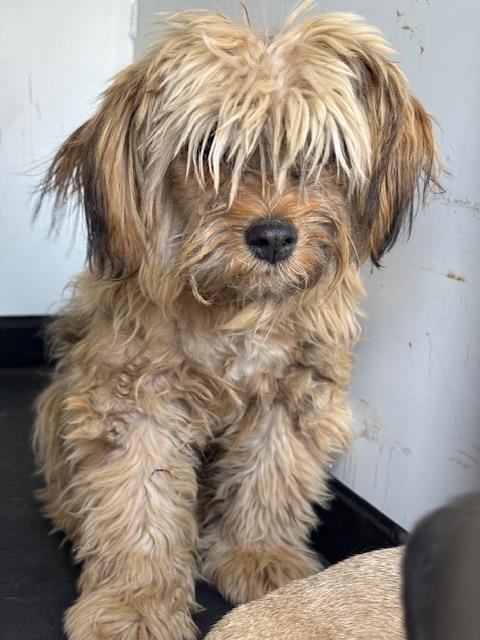 Shelter Stray Female Dog last seen Near BLOCK L ST, BAKERSFIELD, CA, Bakersfield, CA 93307