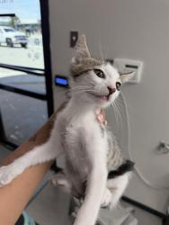 Shelter Stray Male Cat last seen , Bakersfield, CA 93307