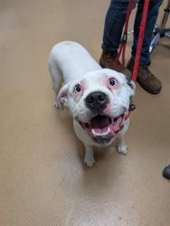 Shelter Stray Female Dog last seen ST CHARLES CO, St. Peters, MO 63376