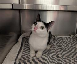 Shelter Stray Female Cat last seen OFALLON, St. Peters, MO 63376
