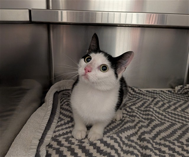 Shelter Stray Female Cat last seen OFALLON, St. Peters, MO 63376