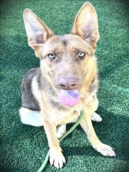 Shelter Stray Male Dog last seen , Los Angeles, CA 90031