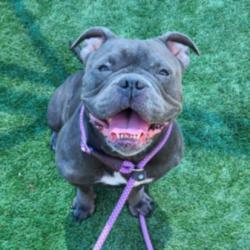 Shelter Stray Female Dog last seen , Los Angeles, CA 90031