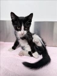 Shelter Stray Male Cat last seen , Los Angeles, CA 90031
