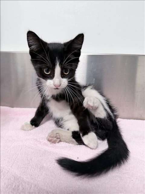 Shelter Stray Male Cat last seen , Los Angeles, CA 90031