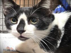 Shelter Stray Male Cat last seen , Los Angeles, CA 90031