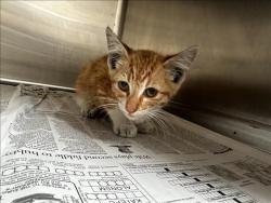 Shelter Stray Male Cat last seen , Los Angeles, CA 90031
