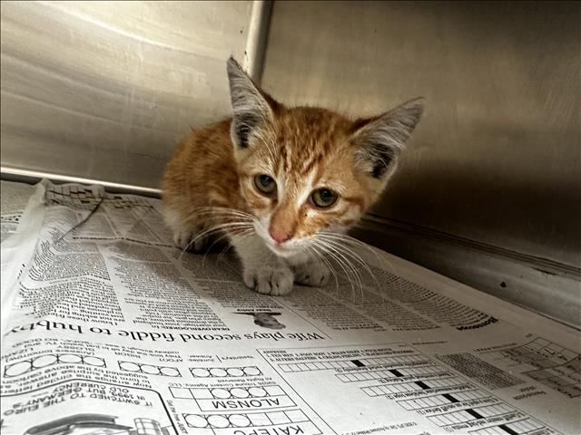 Shelter Stray Male Cat last seen , Los Angeles, CA 90031