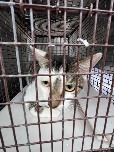 Shelter Stray Male Cat last seen Near BLOCK SW 189TH TERR, Doral, FL 33122