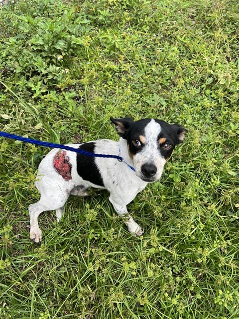 Shelter Stray Male Dog last seen Near BLOCK SW 143RD CT, Doral, FL 33122
