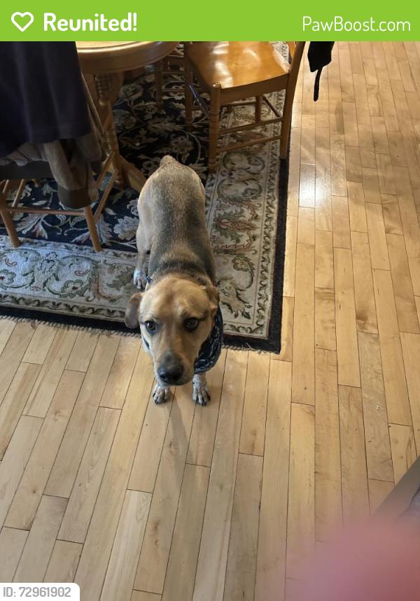 Reunited Male Dog last seen Near McKinsey Rd, Severna Park, MD 21146, USA, Severna Park, MD 21146