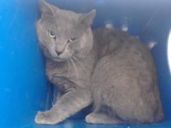 Shelter Stray Male Cat last seen , Orlando, FL 32839