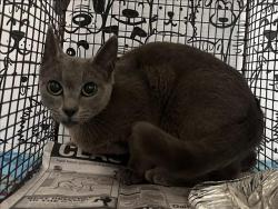 Shelter Stray Female Cat last seen , San Pedro, CA 90731