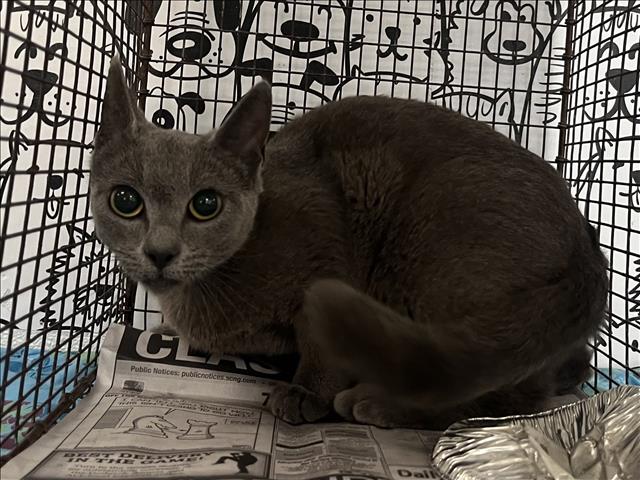Shelter Stray Female Cat last seen , San Pedro, CA 90731