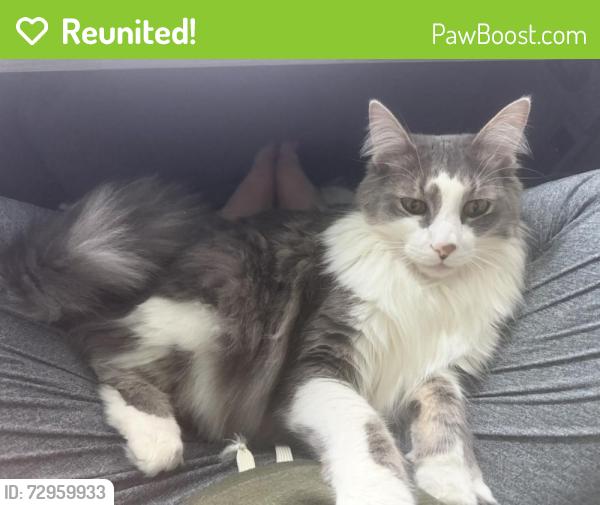 Reunited Male Cat last seen Collinsdale , Cincinnati, OH 45230