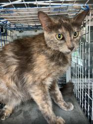 Shelter Stray Female Cat last seen Near BLOCK N SPRUCE AVE, WICHITA KS 67214, Wichita, KS 67219