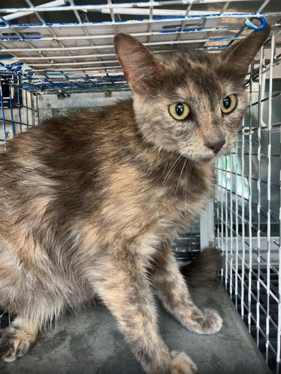 Shelter Stray Female Cat last seen Near BLOCK N SPRUCE AVE, WICHITA KS 67214, Wichita, KS 67219