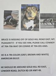 Lost Male Dog last seen Lowder road, Mount Pleasant, NC 28124